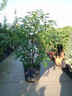 Vijg (Ficus Carica) -Planten Verkoopwinkel 20101215105457 10