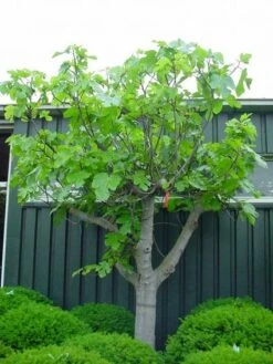 Vijg Als Solitair (Ficus Carica) -Planten Verkoopwinkel 20101215111658 7 1