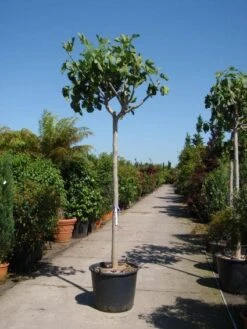Vijgenboom (Ficus Carica) -Planten Verkoopwinkel 20101215112153 7 1