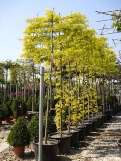 Valse Christusdoorn Als Leiboom (Gleditsia Triacanthos 'Sunburst') -Planten Verkoopwinkel 20101215122235 2