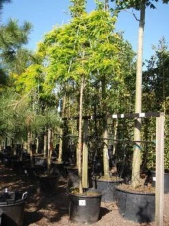 Valse Christusdoorn Als Leiboom (Gleditsia Triacanthos 'Sunburst') -Planten Verkoopwinkel 20101215122249 2