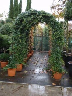 Klimop In Boogvorm (Hedera Hibernica) -Planten Verkoopwinkel 20101215125056 1
