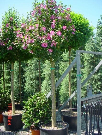 Altheastruik Als Boom (Hibiscus Syriacus 'Woodbridge') 2 Altheastruik Als Boom (Hibiscus Syriacus 'Woodbridge') - Afbeelding 2