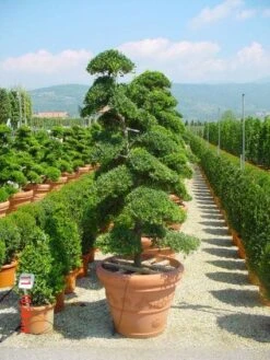 Japanse Hulst Als Bonsai (Ilex Crenata) -Planten Verkoopwinkel 20101215155420 10 1