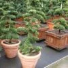 Japanse Hulst Als Bonsai (Ilex Crenata) -Planten Verkoopwinkel 20101215155435 10 1