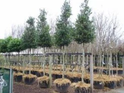 Hulst Als Boom (Ilex 'Nellie R. Stevens') -Planten Verkoopwinkel 20101215170614 8 1