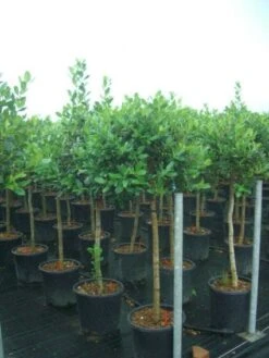 Hulst Op Stam (Ilex 'Nellie R Stevens') -Planten Verkoopwinkel 20101215170902 1