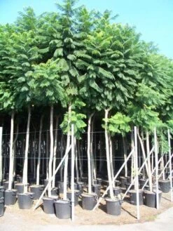 Jacaranda (Jacaranda Mimosifolia) -Planten Verkoopwinkel 20101216113918 6