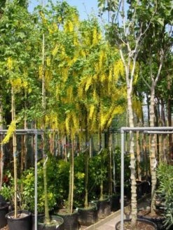 Gouden Regen Als Boom (Laburnum Watereri 'Vossii') 16 Gouden Regen Als Boom (Laburnum Watereri 'Vossii') -Planten Verkoopwinkel 20101216134006 7