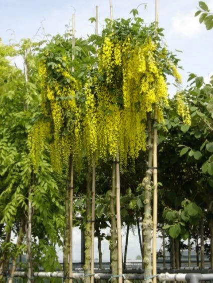 Gouden Regen Als Boom (Laburnum Watereri 'Vossii') 3 Gouden Regen Als Boom (Laburnum Watereri 'Vossii') - Afbeelding 3