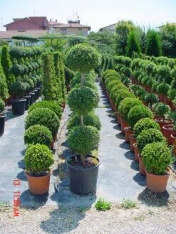 Liguster In Triobol (Ligustrum Delavayanum) -Planten Verkoopwinkel 20101216162156 3 1