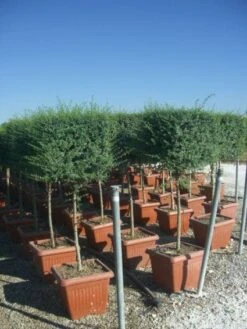 Liguster Op Stam (Ligustrum Delavayanum, Kubus) -Planten Verkoopwinkel 20101216162557 2 1