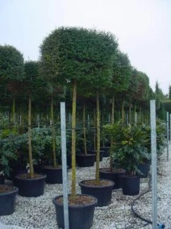 Liguster Op Stam (Ligustrum Delavayanum, Kubus)