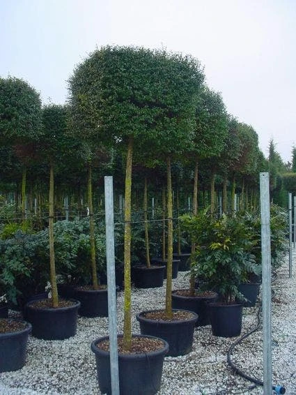 Liguster Op Stam (Ligustrum Delavayanum, Kubus) 1 Liguster Op Stam (Ligustrum Delavayanum, Kubus)