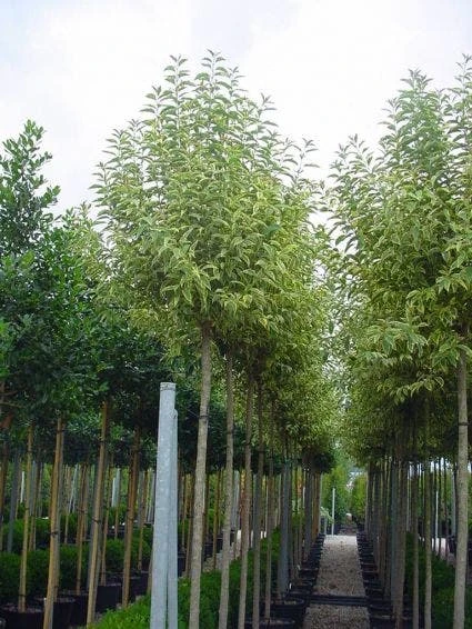 Liguster (Ligustrum 'Excelsum Superbum') 1 Liguster (Ligustrum 'Excelsum Superbum')