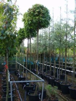 Amberboom (Liquidambar 'Gum Ball') 27 Amberboom (Liquidambar 'Gum Ball') -Planten Verkoopwinkel 20101217121247 10