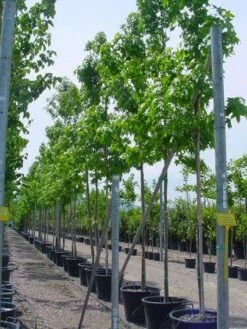 Amberboom (Liquidambar Styraciflua) 27 Amberboom (Liquidambar Styraciflua) -Planten Verkoopwinkel 20101217122417 20