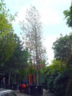 Amberboom (Liquidambar Styraciflua) 25 Amberboom (Liquidambar Styraciflua) -Planten Verkoopwinkel 20101217122442 20