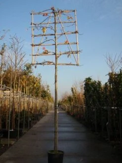 Amberboom Als Leiboom (Liquidambar Styraciflua) -Planten Verkoopwinkel 20101217124709 7