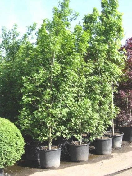 Amberboom Als Struik (Liquidambar Styraciflua 'Worplesdon') 1 Amberboom Als Struik (Liquidambar Styraciflua 'Worplesdon')