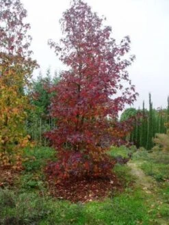Amberboom Als Struik (Liquidambar Styraciflua) -Planten Verkoopwinkel 20101217130339 7