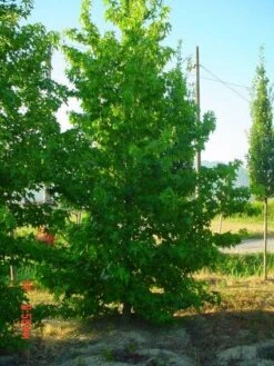 Amberboom Als Struik (Liquidambar Styraciflua) -Planten Verkoopwinkel 20101217130349 7