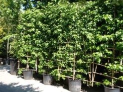 Amberboom Als Leivorm (Liquidambar Styraciflua 'Worplesdon') -Planten Verkoopwinkel 20101217130845 2