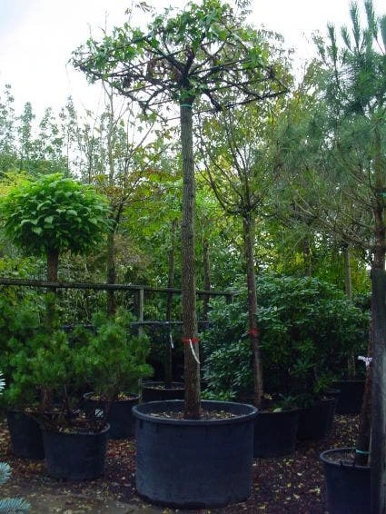 Amberboom Als Dakboom (Liquidambar Styraciflua) 1 Amberboom Als Dakboom (Liquidambar Styraciflua)