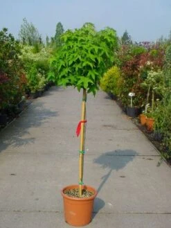 Amberboom Op Stam (Liquidambar 'Gum Ball') -Planten Verkoopwinkel 20101217134440 2