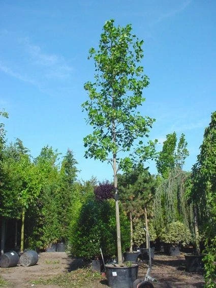 Tulpenboom (Liriodendron Tulipifera) 3 Tulpenboom (Liriodendron Tulipifera) - Afbeelding 3