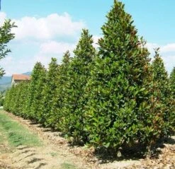 Magnolia (Magnolia Grandiflora 'Gallissoniere') -Planten Verkoopwinkel 20101217150008 85 17 3