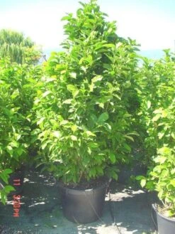 Beverboom (Magnolia Liliiflora 'Nigra') -Planten Verkoopwinkel 20101217150734 13 2