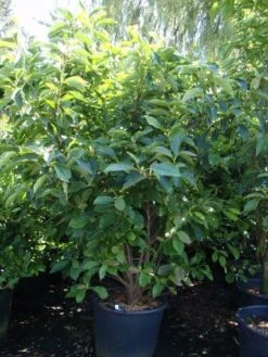 Beverboom (Magnolia Soulangeana) 15 Beverboom (Magnolia Soulangeana) -Planten Verkoopwinkel 20101217150923 10 1