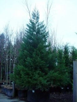 Mammoetboom (Sequoiadendron Giganteum) -Planten Verkoopwinkel 20101217160956 8 1