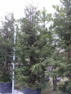 Kustmammoetboom (Sequoia Sempervirens) -Planten Verkoopwinkel 20101217161907 8 1