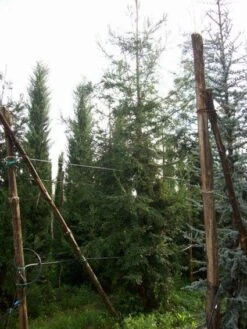 Kustmammoetboom (Sequoia Sempervirens) -Planten Verkoopwinkel 20101217161916 8 1