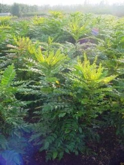 Mahoniestruik (Mahonia Media 'Winter Sun') -Planten Verkoopwinkel 20101217162700 11 1