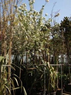 Sierappel (Malus 'John Downie') -Planten Verkoopwinkel 20101217164621 12 2
