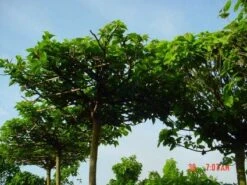 Dakmoerbei (Morus Alba 'Macrophylla') -Planten Verkoopwinkel 20101217170400 9