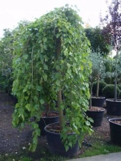 Moerbei Als Treurboom (Morus Alba 'Pendula') -Planten Verkoopwinkel 20101217170434 9