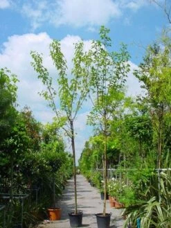 Zwarte Moerbei Als Boom (Morus Nigra) 17 Zwarte Moerbei Als Boom (Morus Nigra) -Planten Verkoopwinkel 20101217171258 8