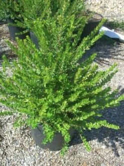 Dwergmirte (Myrtus Communis 'Tarentina') -Planten Verkoopwinkel 20101217172218 2