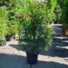 Oleander Als Leivorm (Nerium Oleander) -Planten Verkoopwinkel 20101220113644 1