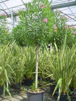 Oleander Als Boom (Nerium Oleander) -Planten Verkoopwinkel 20101220114122 5 1