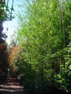 Schijnbeuk (Nothofagus Antarctica) -Planten Verkoopwinkel 20101220114349 10