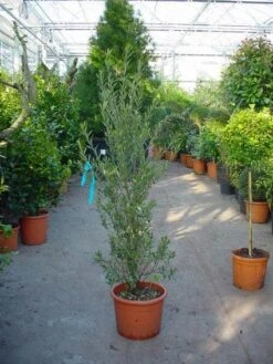 Olijf Als Struik (Olea Europaea) -Planten Verkoopwinkel 20101220120657 9