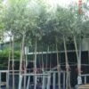 Olijfboom (Olea Europaea ) -Planten Verkoopwinkel 20101220124109 9 1