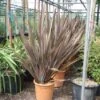Nieuw Zeelands Vlas (Phormium Tenax 'Purpureum') 7 Nieuw Zeelands Vlas (Phormium Tenax 'Purpureum') -Planten Verkoopwinkel 20101220145115 7