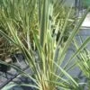 Nieuw Zeelands Vlas (Phormium Tenax 'Variegatum') -Planten Verkoopwinkel 20101220145332 8 1