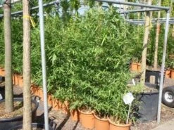 Bamboe (Phyllostachys Aurea) 25 Bamboe (Phyllostachys Aurea) -Planten Verkoopwinkel 20101220162232 13